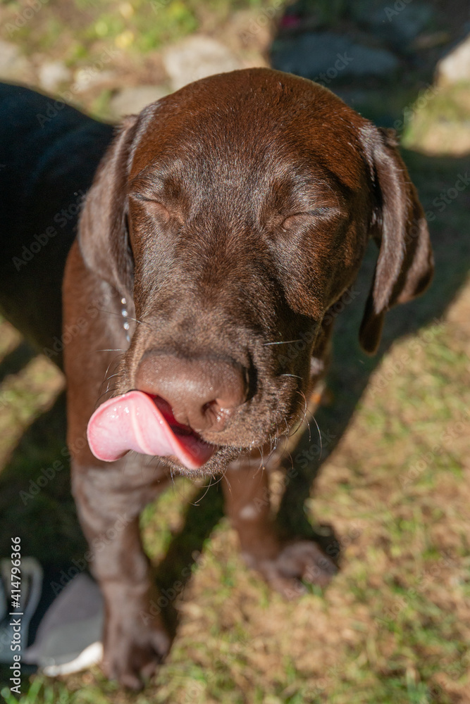 Funny Chocolate Labrador retriever puppy is licking its nose Funny Chocolate Labrador retriever puppy is licking its nose