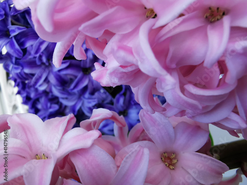 macro close-up of a groep of pink hyacinths with a purple hyacinth at the background. selective focus  blurred background