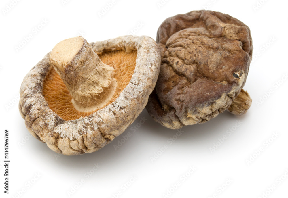 Dried Shiitake Mushroom isolated on white background Dried Shiitake Mushroom isolated on white background
