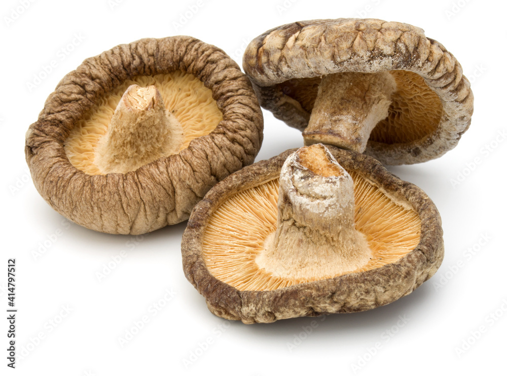 Dried Shiitake Mushroom isolated on white background Dried Shiitake Mushroom isolated on white background