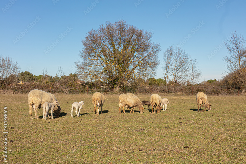 Herd of sheep in a meadow