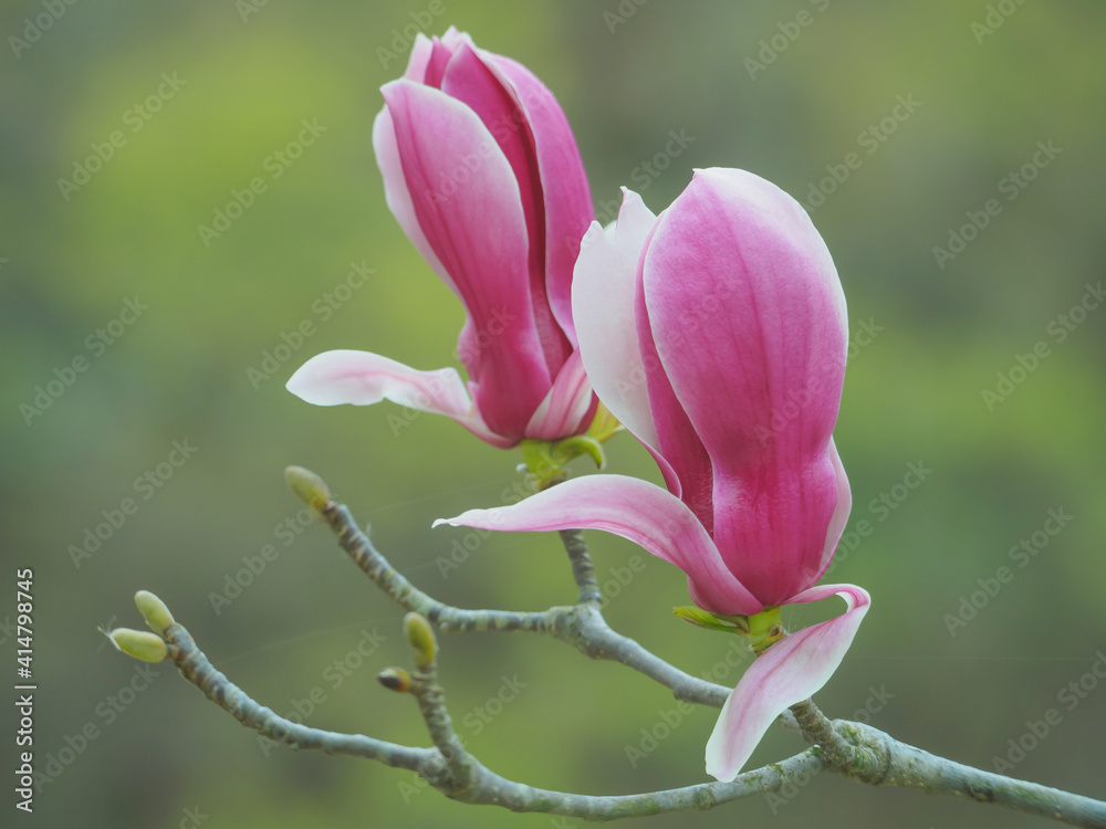 Magnolia Magnolia