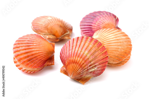 lots of scallop sea shells piled together background