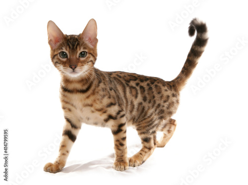 Rosetted Bengal Kitten