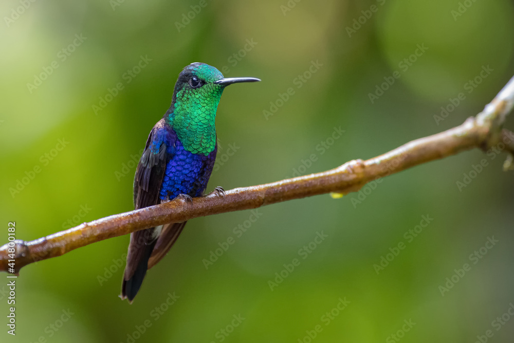 Beautiful hummingbird posing calmly on a branch Beautiful hummingbird posing calmly on a branch
