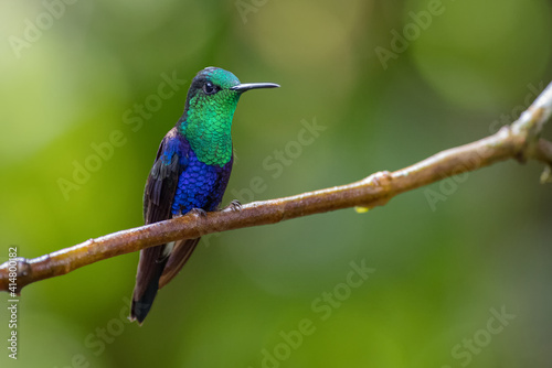 Beautiful hummingbird posing calmly on a branch