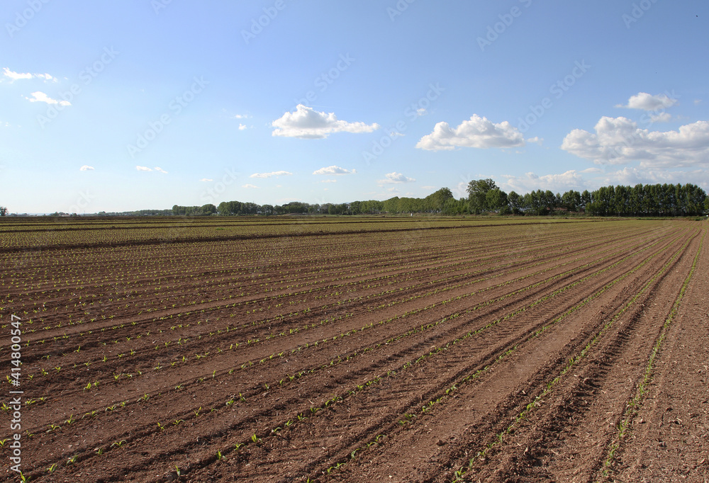 Corn Corn