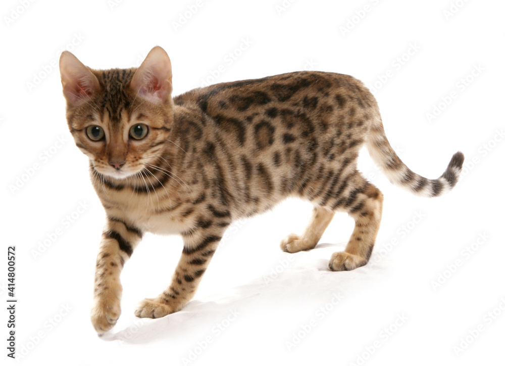 Obraz premium Rosetted Bengal Kitten