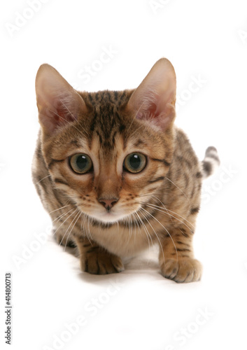 Brown spotted Bengal Kitten