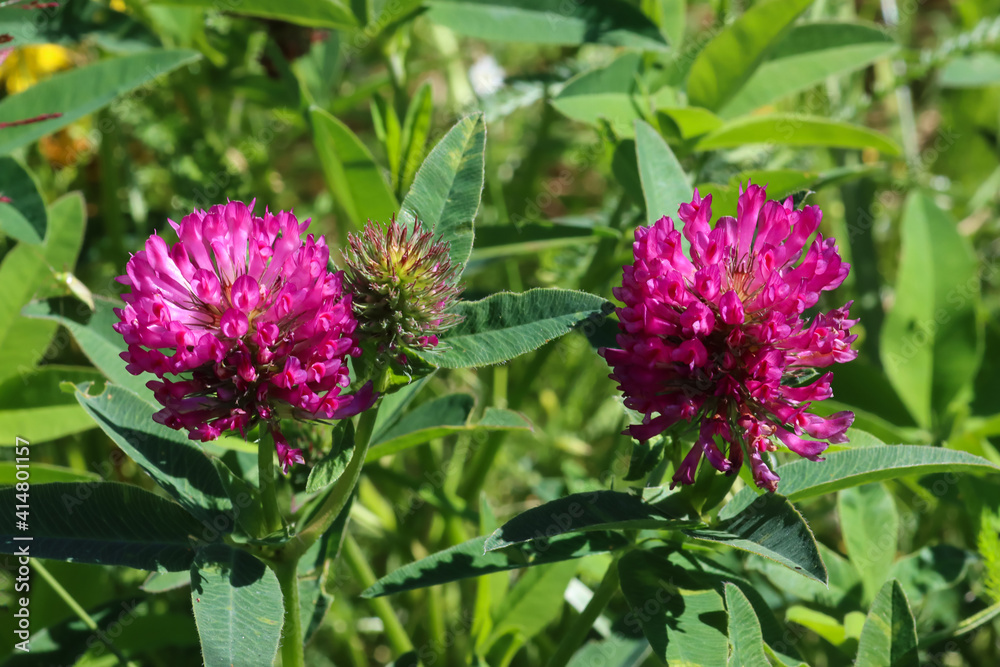 Red clover blooms beautifully in the meadow, used as a medicinal plant in medicine. Red clover blooms beautifully in the meadow, used as a medicinal plant in medicine.