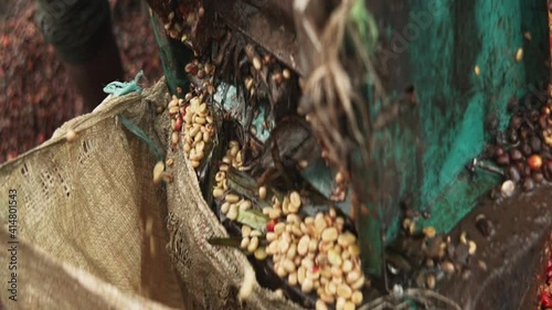 coffee beans being processed by a pulping machine photo