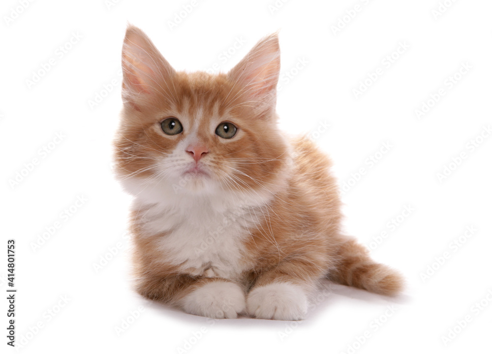 Obraz premium Maine Coon Kitten