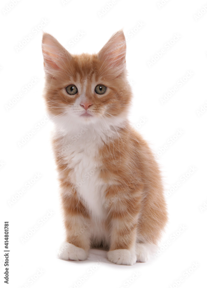 Fototapeta premium Maine Coon Kitten