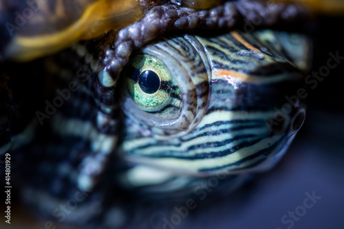red-cheeked water turtle, macro photo, its eye © Hatice