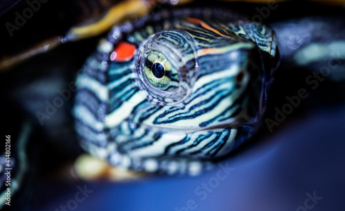 red-cheeked water turtle  macro photo  its eye