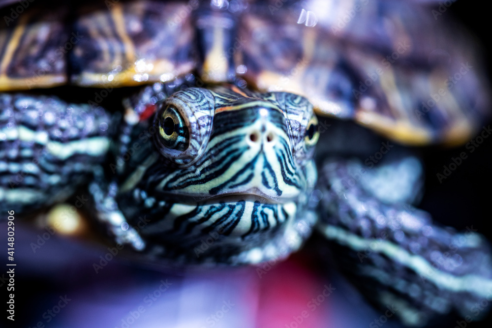 Fototapeta premium red-cheeked water turtle, macro photo, its eyes