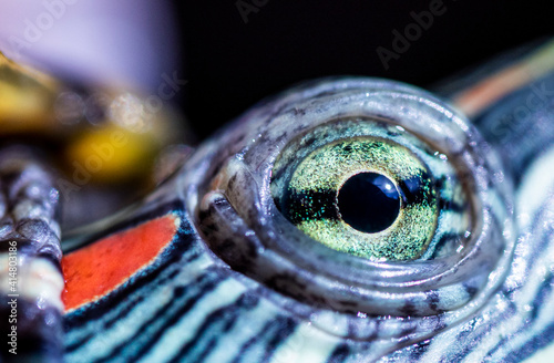 red-cheeked water turtle, macro photo, its eye