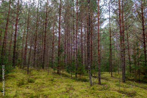 Coniferous pine forest in summer, beautiful natural landscape.
