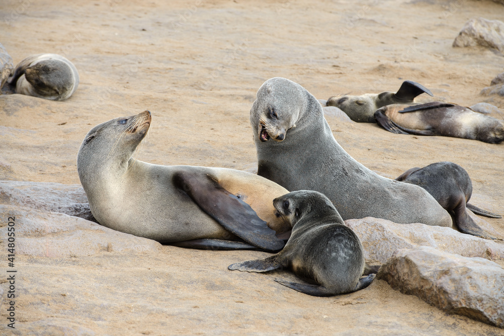 Fototapeta premium Seal family on the Skeleton Coast, Namibia, Africa.