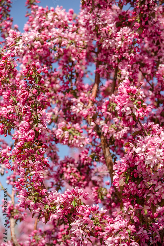 Beautiful pink tree blossoms in spring