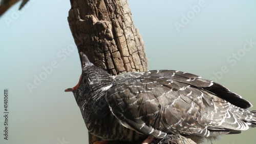 Cuckoo Hatchling Fed By A Little Redstart Bird close up