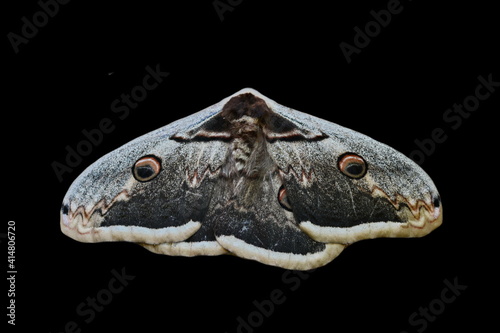 The small emperor moth  Saturnia pavonia  isolated on black.