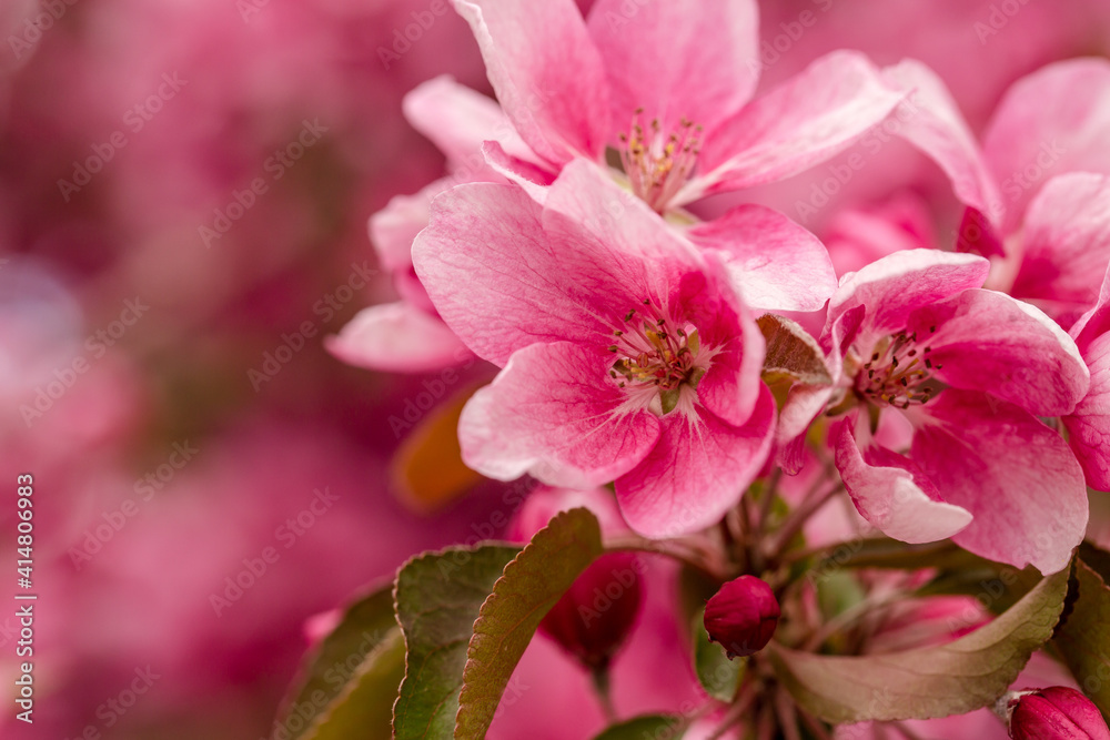 Miacro of vibrant pink spring tree blossoms Miacro of vibrant pink spring tree blossoms