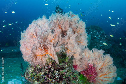 Beautiful, colorful tropical coral reef system in Thailand's Andaman Sea © whitcomberd