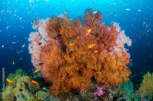 Beautiful  colorful tropical coral reef system in Thailand s Andaman Sea