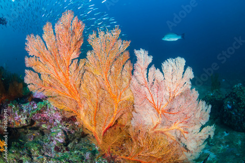 Fototapeta Naklejka Na Ścianę i Meble -  Beautiful, colorful tropical coral reef system in Thailand's Andaman Sea