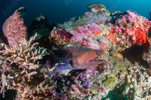 Fototapeta Naklejka Na Ścianę i Meble -  Giant Moray Eel on a dark coral reef in the Andaman Sea
