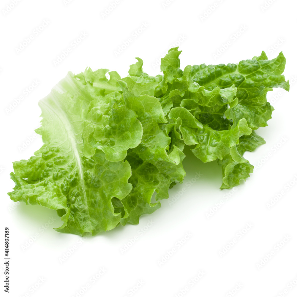 fresh green lettuce salad leaves isolated on white background fresh green lettuce salad leaves isolated on white background