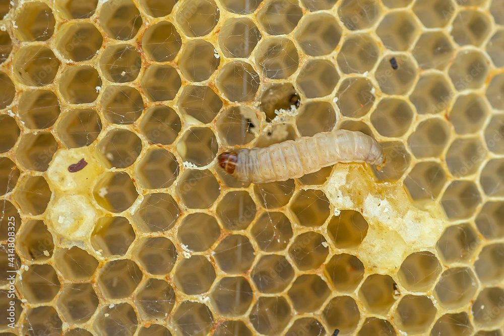 Waxworms, caterpillar larvae of wax moths, on damaged beeswax, frame with waxed wax moth. Stock