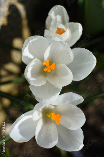 white crocus flower view from above