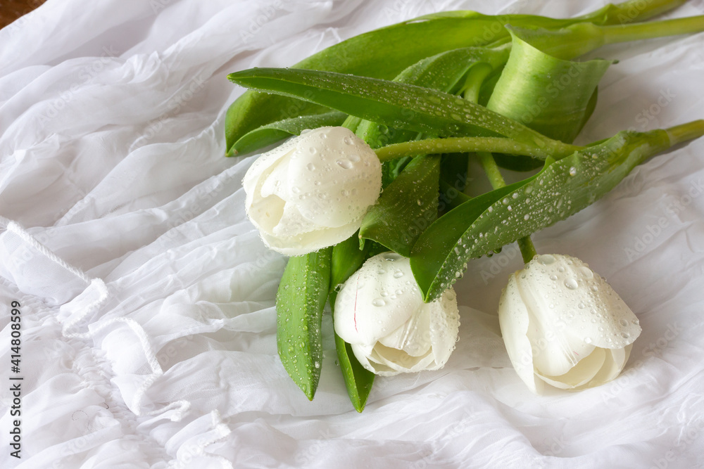 White tulips with water drops - white background White tulips with water drops - white background