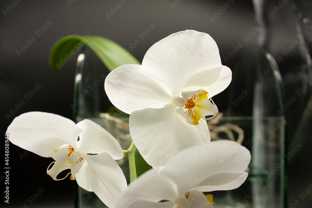 Natural Beauty White Phalaemnosis Orchid Natural Beauty White Phalaemnosis Orchid