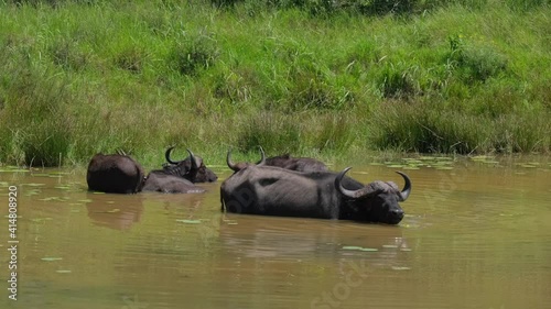 African Buffalo cooling off in the murky watering hole on a scorcher of a summer's day on safari in Southern Africa