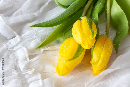 Yellow tulips with water drops - white background 