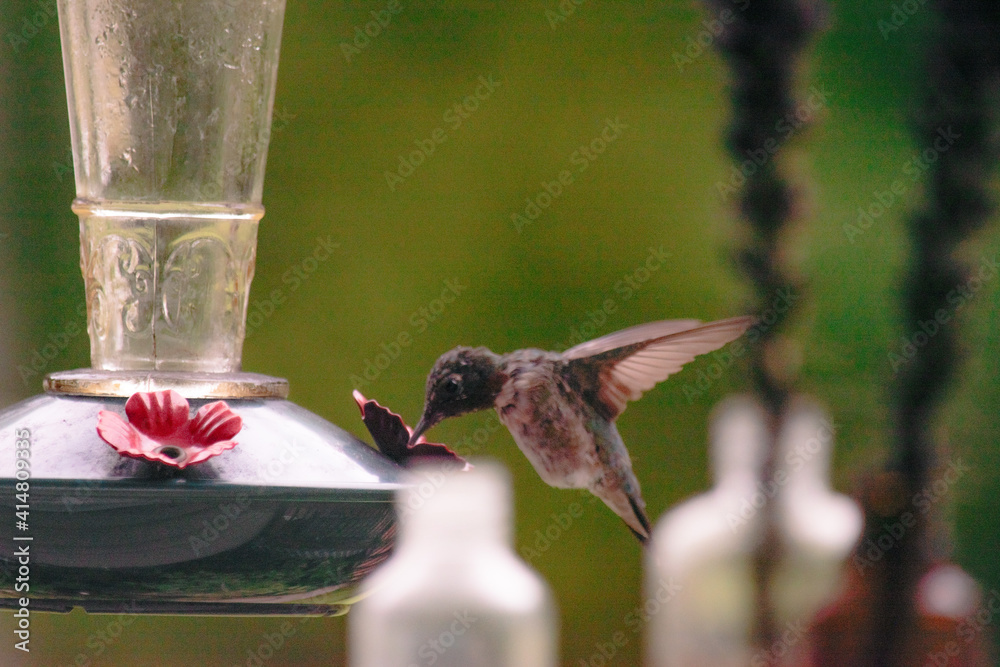 Obraz premium hummingbird at feeder