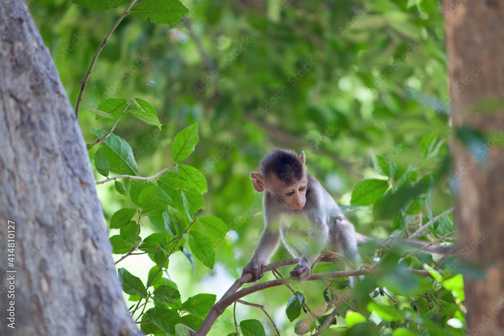 Fototapeta premium 可愛いサル