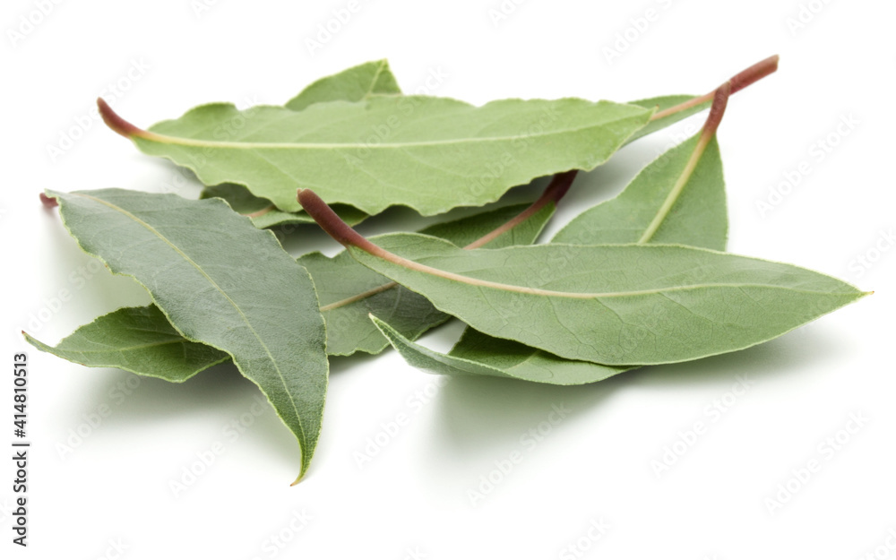 Obraz premium Aromatic bay leaves .