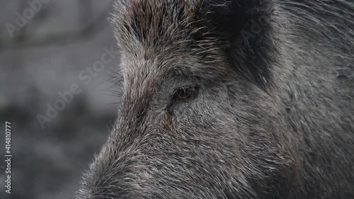 Wild Boar Close Up photo