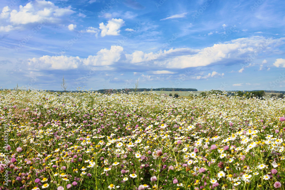 A beautiful field with wild flowers daisies. Selective focus. Close-up. Background. Scenery.