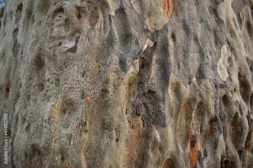 close-up of trunk of Spotted Gum with dimpled and ridged bark 