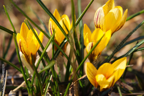 Beautiful bright yellow flowers crocuses. Blooming snowdrops in spring. Selective focus. Close-up. Background. Scenery.