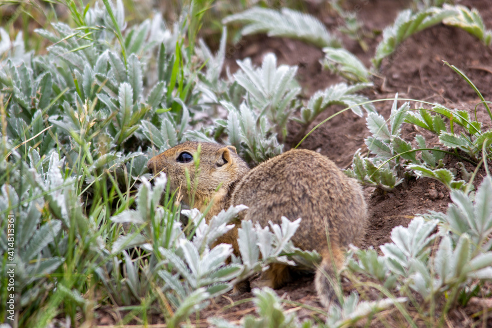 Fototapeta premium chipmunk
