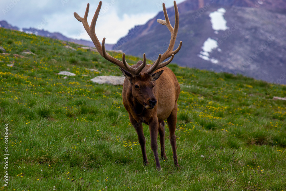 Fototapeta premium bull elk