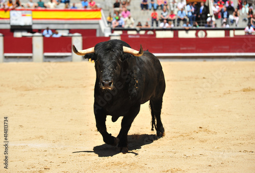 toro bravo español con grandes cuernos en una plaza de toros