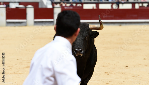 toro bravo español con grandes cuernos en una plaza de toros