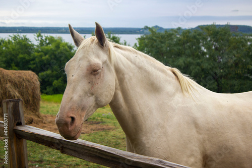 white horse © Gene